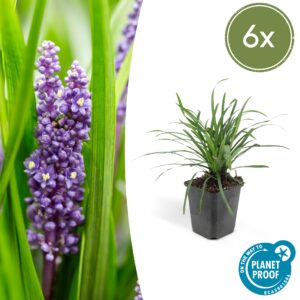 Liriope muscari “Moneymaker” (6 Stück) | Lilientraube | +/- 10–25cm | ø 9cm