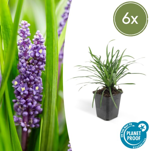 Liriope muscari “Moneymaker” (6 Stück) | Lilientraube | +/- 10–25cm | ø 9cm