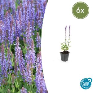 Salvia nemorosa “Caradonna” (6 Stück) | Steppen-Salbei | +/- 10–25cm | ø 9cm