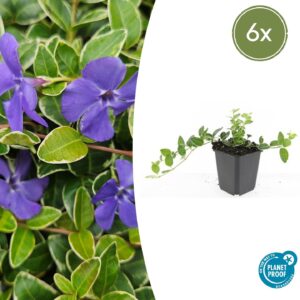Vinca minor “Argenteovariegata” (6 Stück) | Kleines Immergrün | +/- 10–25cm | ø 9cm