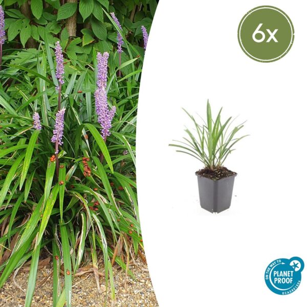 Liriope muscari “Ingwersen” (6 Stück) | Lilientraube | +/- 10–25cm | ø 9cm
