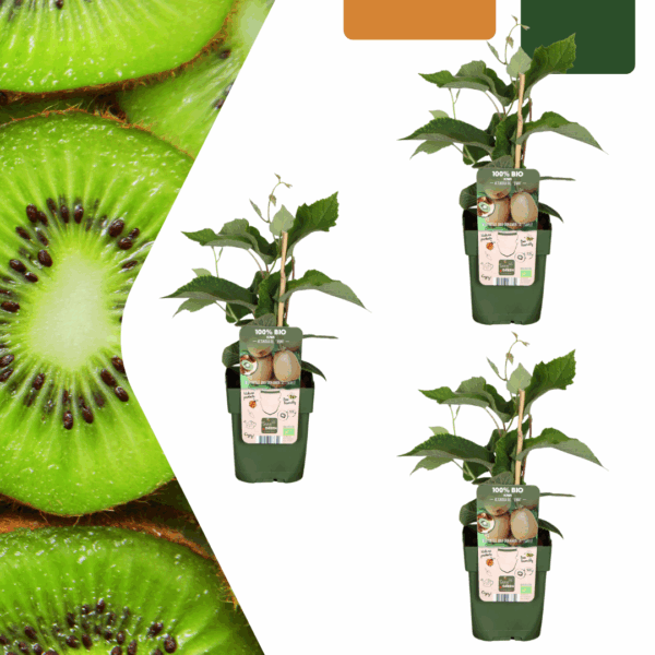 3 x Biologische kiwiplanten - Ø 13 cm - ↨ 20 cm