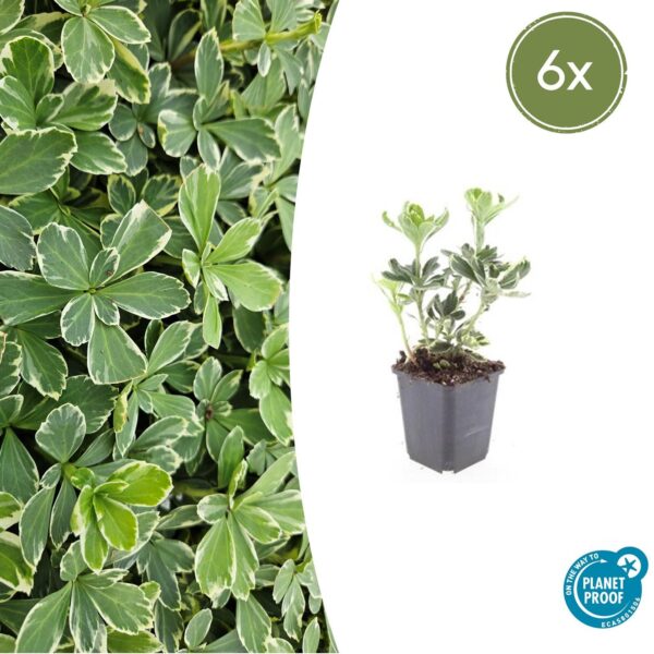 Pachysandra terminalis “Variegata” (6 Stück) | Weißbunte Ysander | +/- 10-25cm | ø 9cm