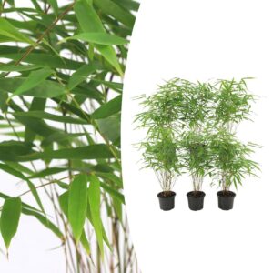Fargesia rufa (6 Stück) | Gartenbambus | +/- 25cm | ø 13cm