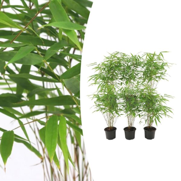Fargesia rufa (6 Stück) | Gartenbambus | +/- 25cm | ø 13cm