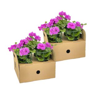 8x Pelargonium peltatum Violet Ø12 cm - ↕20 cm