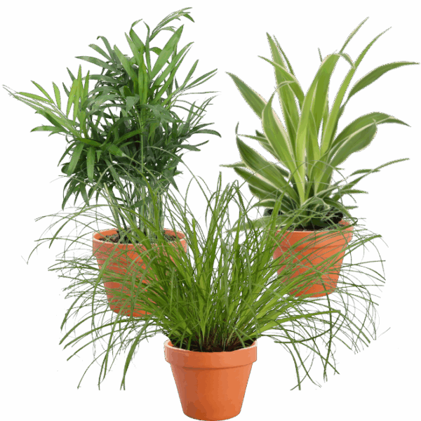 3er-Set Katzenfreund Bergpalme - Grünlilie - Katzengras