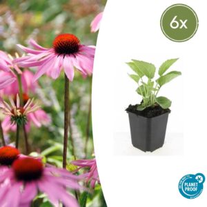 Echinacea purpurea “Magnus" (6 Stück) | Roter Sonnenhut | +/- 10-25cm | ø 9cm