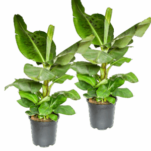 2er-Set Musa | Bananenpflanze | +/- 50-60cm | ø 12-15cm Topf