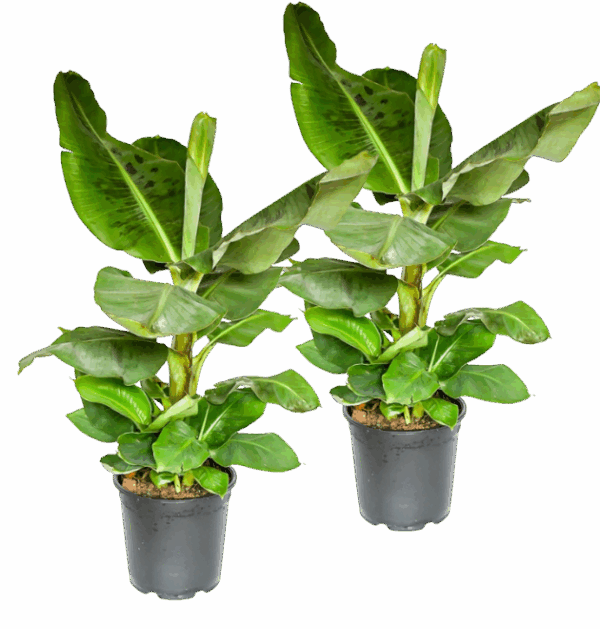 2er-Set Musa | Bananenpflanze | +/- 50-60cm | ø 12-15cm Topf