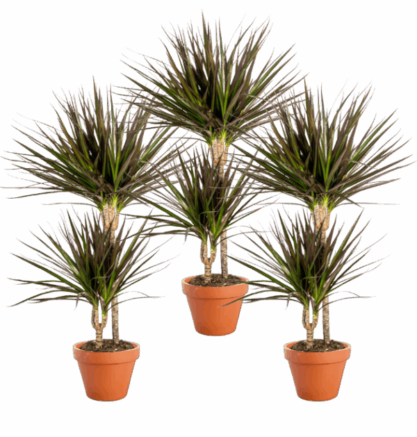 3er Set | Drachenbaum | +/- 40-50cm | ø 12-15cm Topf
