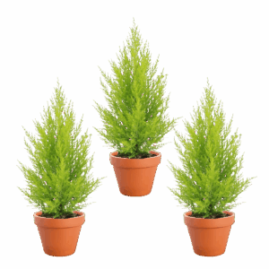 3er-Set Zimmerzypresse | Goldcrest | +/- 45-55cm | ø 12-15cm Topf
