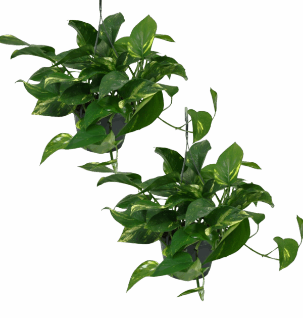 2er-Set Efeutute | Epipremnum aureum | +/- 30-35cm | ø 12-15cm Topf