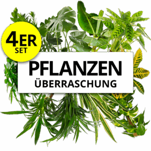 4er-Set | Pflanzenüberraschung | +/- 40-70cm | ø 12-15cm Topf