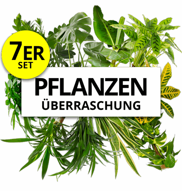 7er-Set | Pflanzenüberraschung | +/- 40-70cm | ø 12-15cm Topf