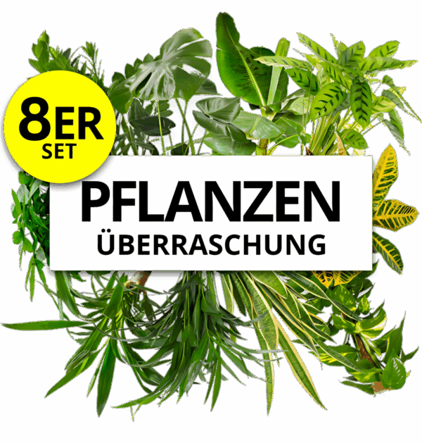 8er-Set | Pflanzenüberraschung | +/- 40-70cm | ø 12-15cm Topf