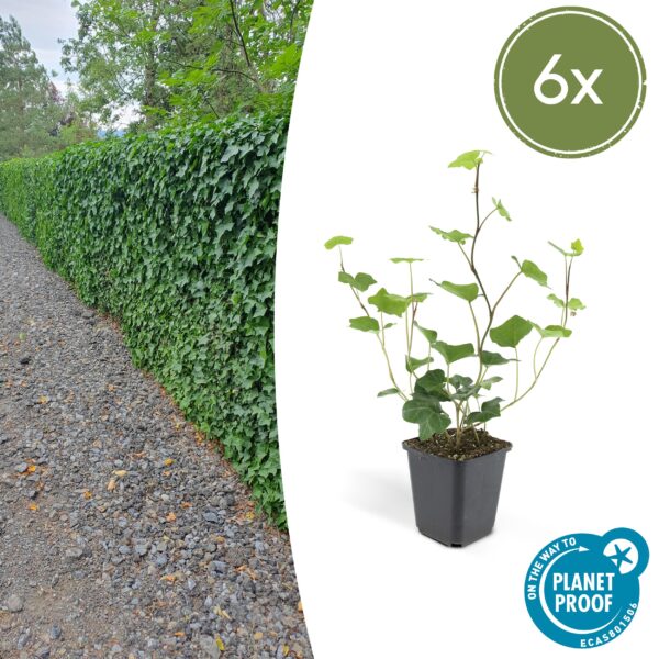 Hedera hibernica (6 Stück) | Irischer Efeu | +/- 10-25cm | ø 9cm
