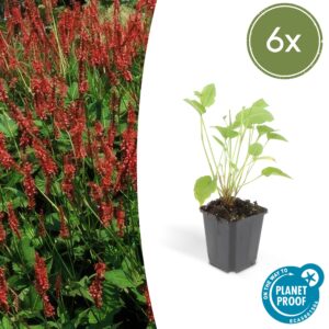 Persicaria amplexicaulis (6 Stück) | Kerzenknöterich | +/- 10–25cm | ø 9cm