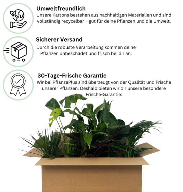 Thunbergia alata “Sunny Susy Yellow” (4 Stück) | Schwarzäugige Susanne | +/- 60cm | ø 13cm