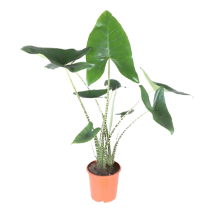 Alocasia “Zebrina” | Elefantenohr | +/- 80cm | ø 21cm Topf