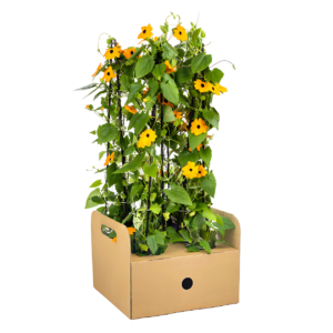 Thunbergia alata “Sunny Susy New Orange” (4 Stück) | Schwarzäugige Susanne | +/- 60cm | ø 13cm