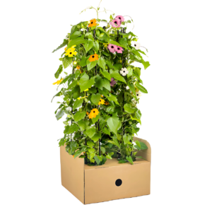 Thunbergia alata “Sunny Susy Mix” (4er-Mix) | Schwarzäugige Susanne | +/- 60cm | ø 13cm