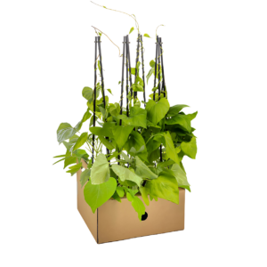 Ipomoea tricolor “Heavenly Blue” (4 Stück) | Prunkwinde | +/- 60cm | ø 13cm