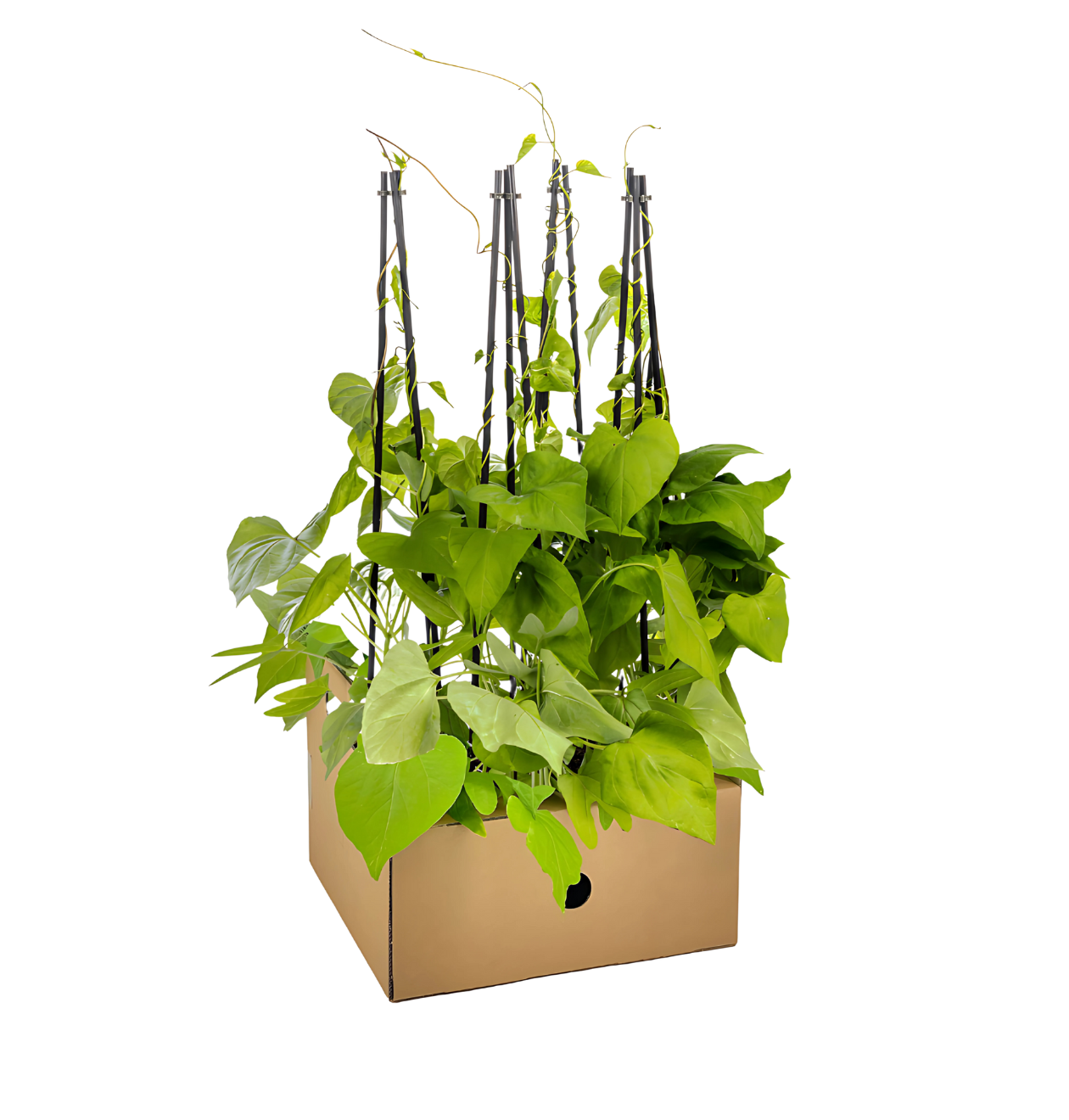 Ipomoea tricolor “Heavenly Blue” (4 Stück) | Prunkwinde | +/- 60cm | ø 13cm 1 Ipomoea tricolor “Heavenly Blue” (4 Stück) | Prunkwinde | +/- 60cm | ø 13cm