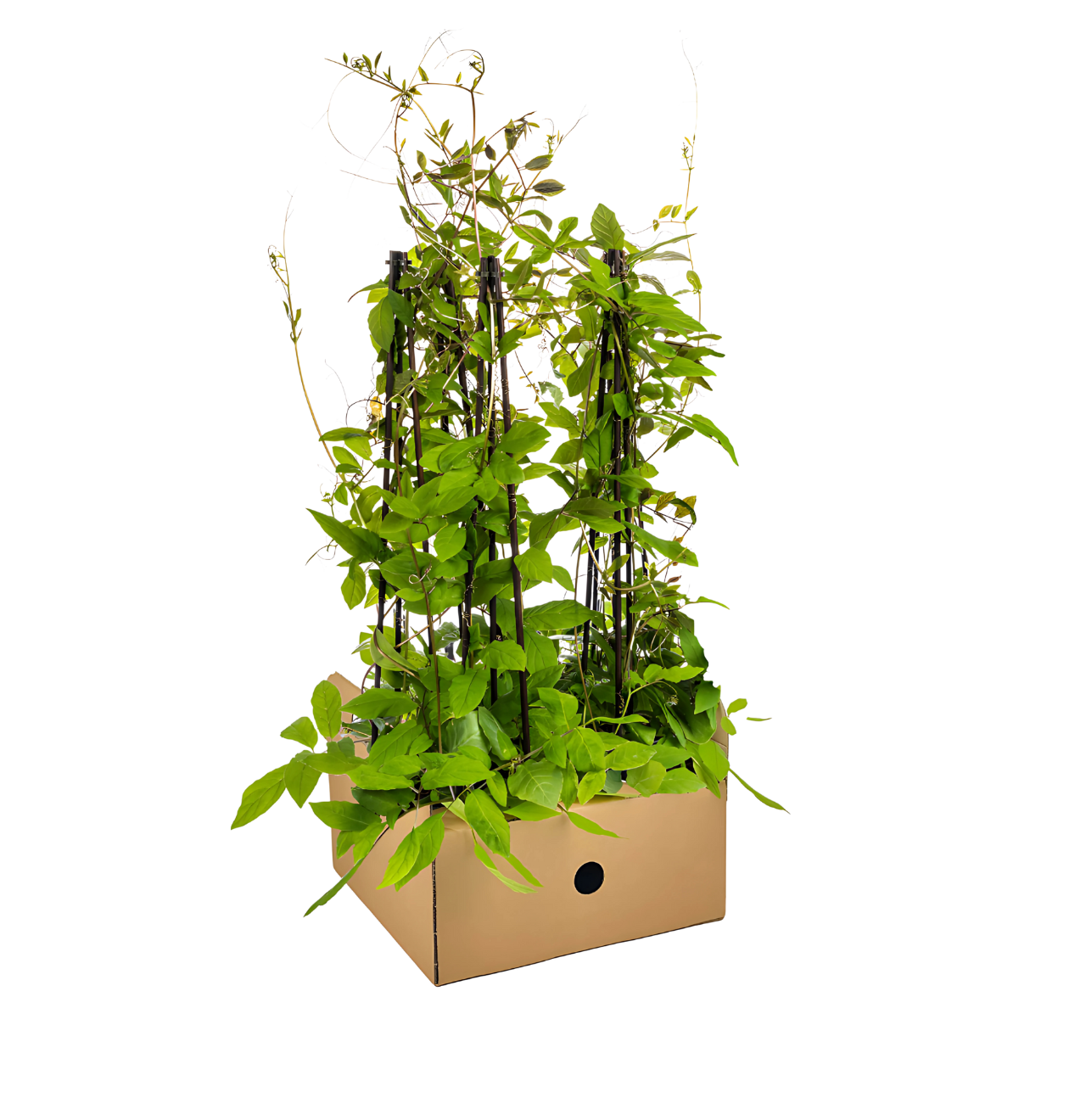 Cobea scandens “Violet Blue” (4 Stück) | Glockenrebe | +/- 60cm | ø 13cm 1 Cobea scandens “Violet Blue” (4 Stück) | Glockenrebe | +/- 60cm | ø 13cm