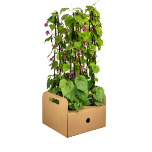 Rhodochiton atrosanguineum “Purple Bells” (4 Stück) | Purpurglöckchen | +/- 60cm | ø 13cm