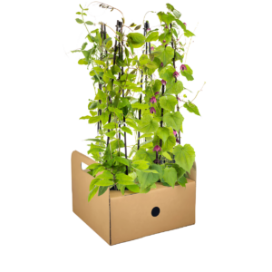 4er-Set | Lathyrus odoratus | Ipomoea tricolor | Cobea scandens | Rhodochiton atrosanguineum | +/- 60cm | ø 13cm