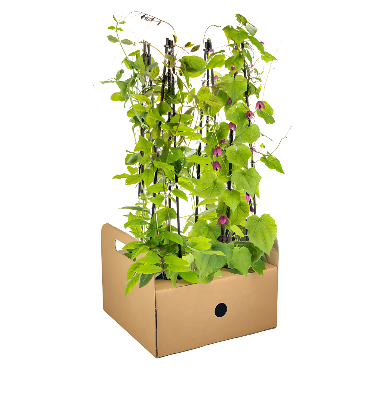 4er-Set | Lathyrus odoratus | Ipomoea tricolor | Cobea scandens | Rhodochiton atrosanguineum | +/- 60cm | ø 13cm 1 4er-Set | Lathyrus odoratus | Ipomoea tricolor | Cobea scandens | Rhodochiton atrosanguineum | +/- 60cm | ø 13cm