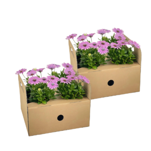 Osteospermum ecklonis “Pink” (8 Stück) | Kapmargerite | +/- 20cm | ø 12cm