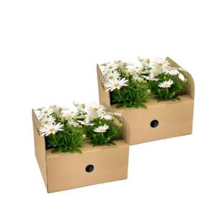 Osteospermum ecklonis “Weiß” (8 Stück) | Kapmargerite | +/- 20cm | ø 12cm