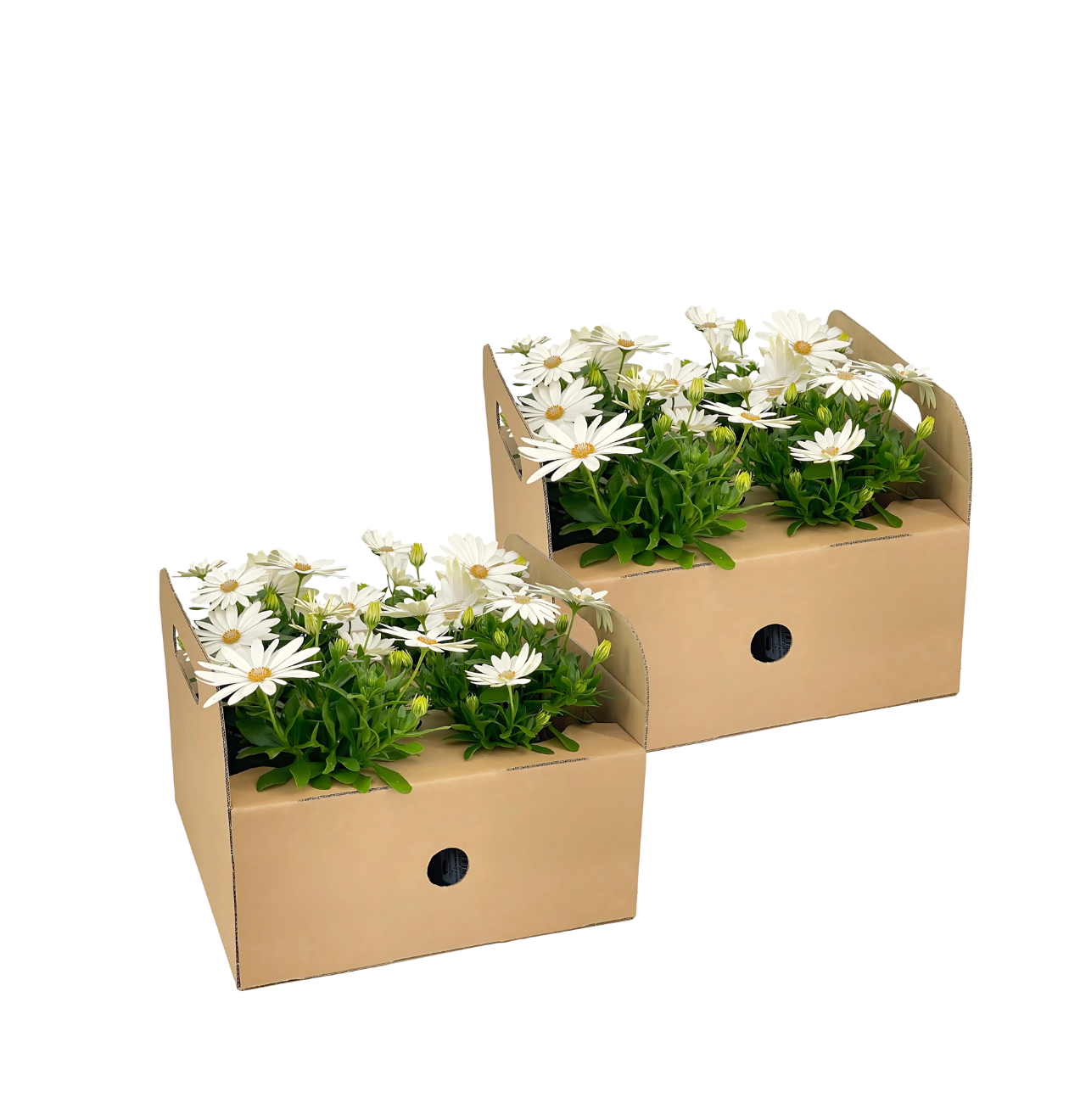 Osteospermum ecklonis “Weiß” (8 Stück) | Kapmargerite | +/- 20cm | ø 12cm 1 Osteospermum ecklonis “Weiß” (8 Stück) | Kapmargerite | +/- 20cm | ø 12cm