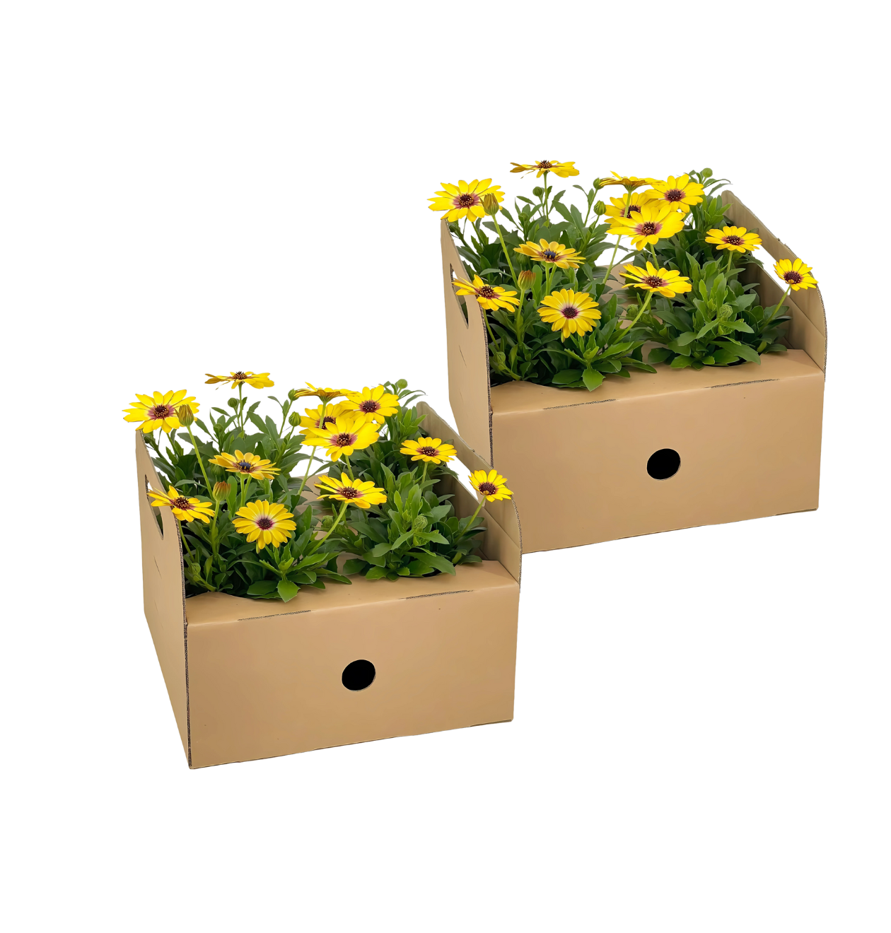 Osteospermum ecklonis “Gelb” (8 Stück) | Kapmargerite | +/- 20cm | ø 12cm 1 Osteospermum ecklonis “Gelb” (8 Stück) | Kapmargerite | +/- 20cm | ø 12cm