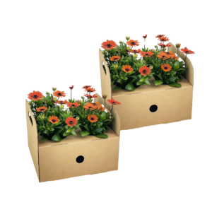 Osteospermum ecklonis “Orange” (8 Stück) | Kapmargerite | +/- 20cm | ø 12cm