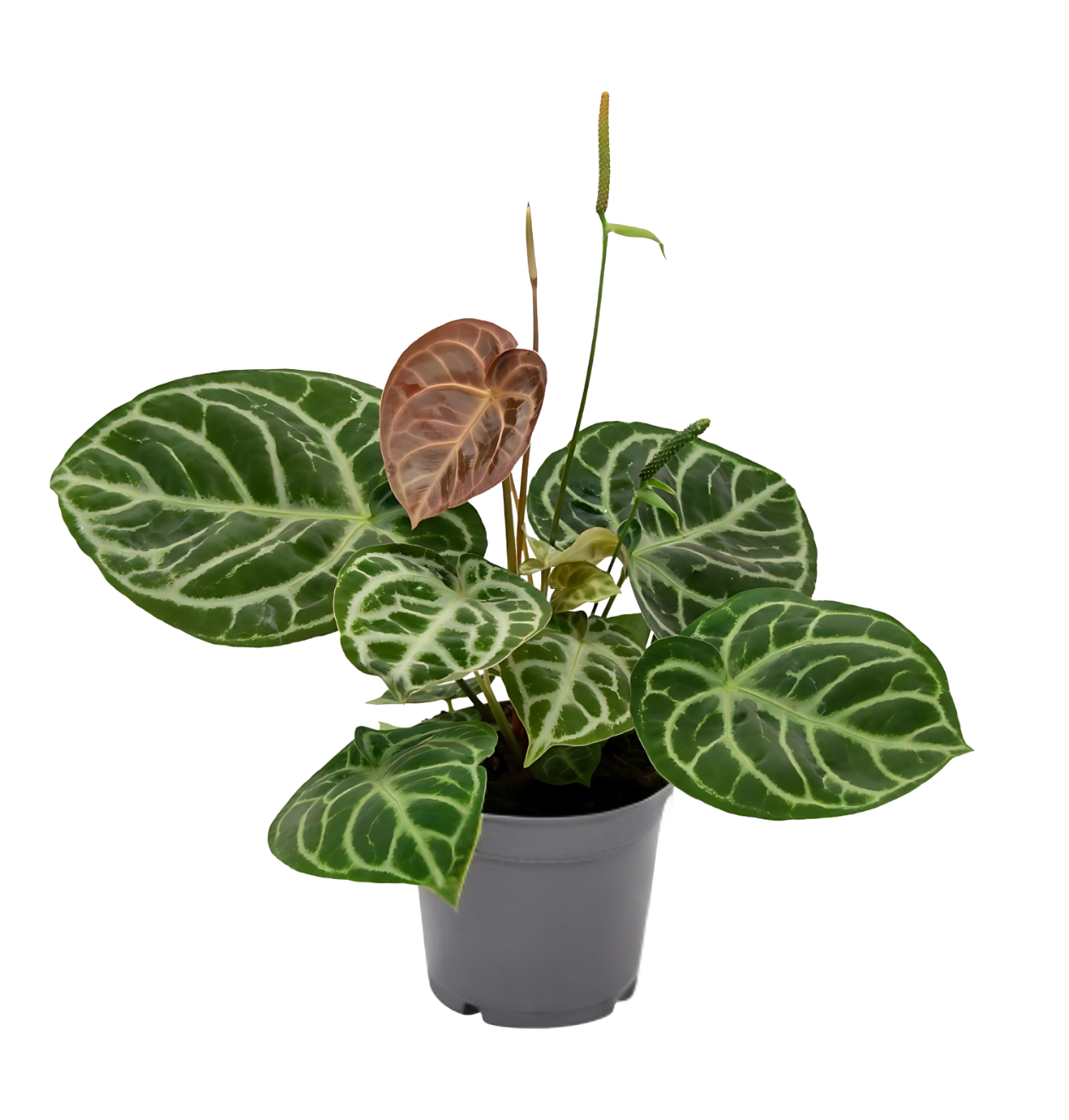 Anthurium “Crystal Hybride Compact” | Kompakte Kristall-Flamingoblume | +/- 40cm | ø 17cm Topf 1 Anthurium “Crystal Hybride Compact” | Kompakte Kristall-Flamingoblume | +/- 40cm | ø 17cm Topf