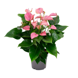 Anthurium “Karma Joli” | Flamingoblume | +/- 55cm | ø 17cm Topf