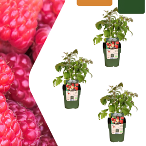 Bio Himbeerpflanzen (3 Stück) | +/- 20 cm | ø 13 cm