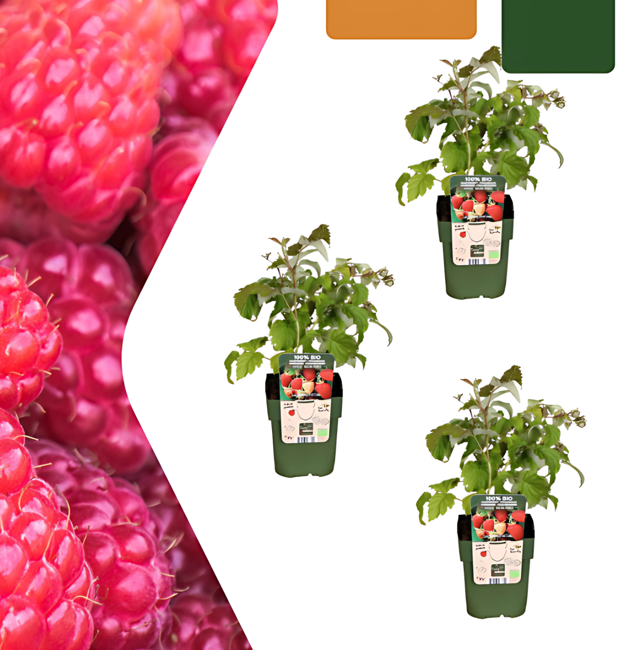 Bio Himbeerpflanzen (3 Stück) | +/- 20 cm | ø 13 cm 1 Bio Himbeerpflanzen (3 Stück) | +/- 20 cm | ø 13 cm