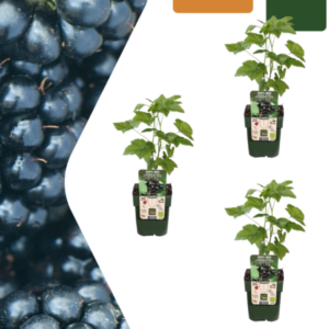 Bio Brombeerpflanzen (3 Stück) | +/- 20 cm | ø 13 cm