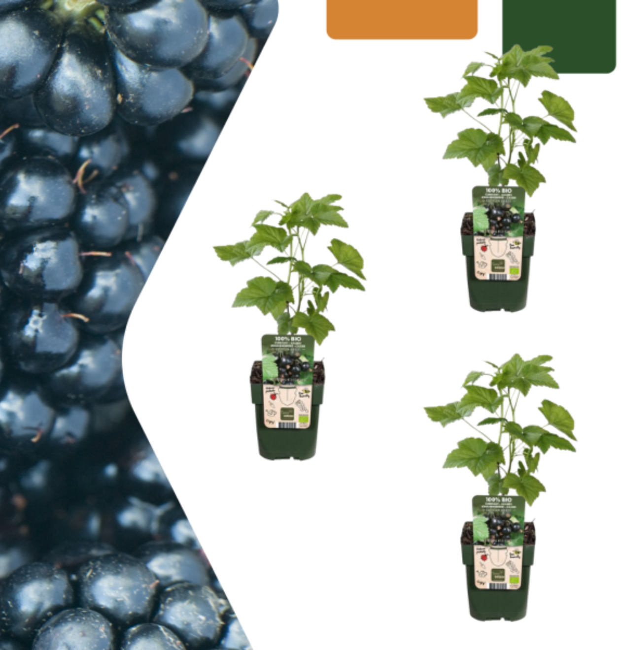 Bio Brombeerpflanzen (3 Stück) | +/- 20 cm | ø 13 cm 1 Bio Brombeerpflanzen (3 Stück) | +/- 20 cm | ø 13 cm