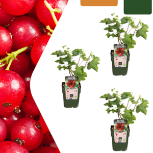 Bio Johannisbeerpflanzen (3 Stück) | +/- 20 cm | ø 13 cm