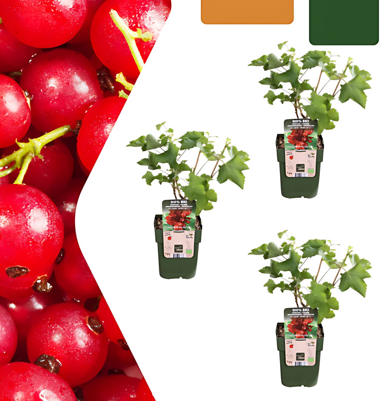 Bio Johannisbeerpflanzen (3 Stück) | +/- 20 cm | ø 13 cm 1 Bio Johannisbeerpflanzen (3 Stück) | +/- 20 cm | ø 13 cm