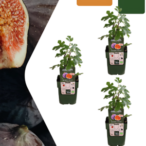 Bio Feigenbaum (3 Stück) | +/- 20 cm | ø 13 cm