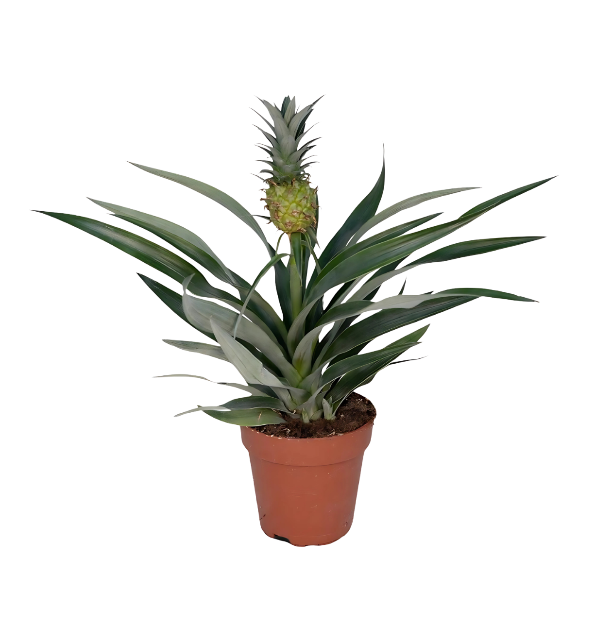 Bromelia “Ananas” | Ananaspflanze | +/- 30cm | ø 12cm Topf 1 Bromelia “Ananas” | Ananaspflanze | +/- 30cm | ø 12cm Topf