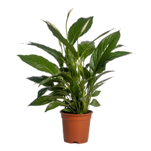 Spathiphyllum “Vivaldi” | Einblatt | +/- 70cm | ø 17cm Topf