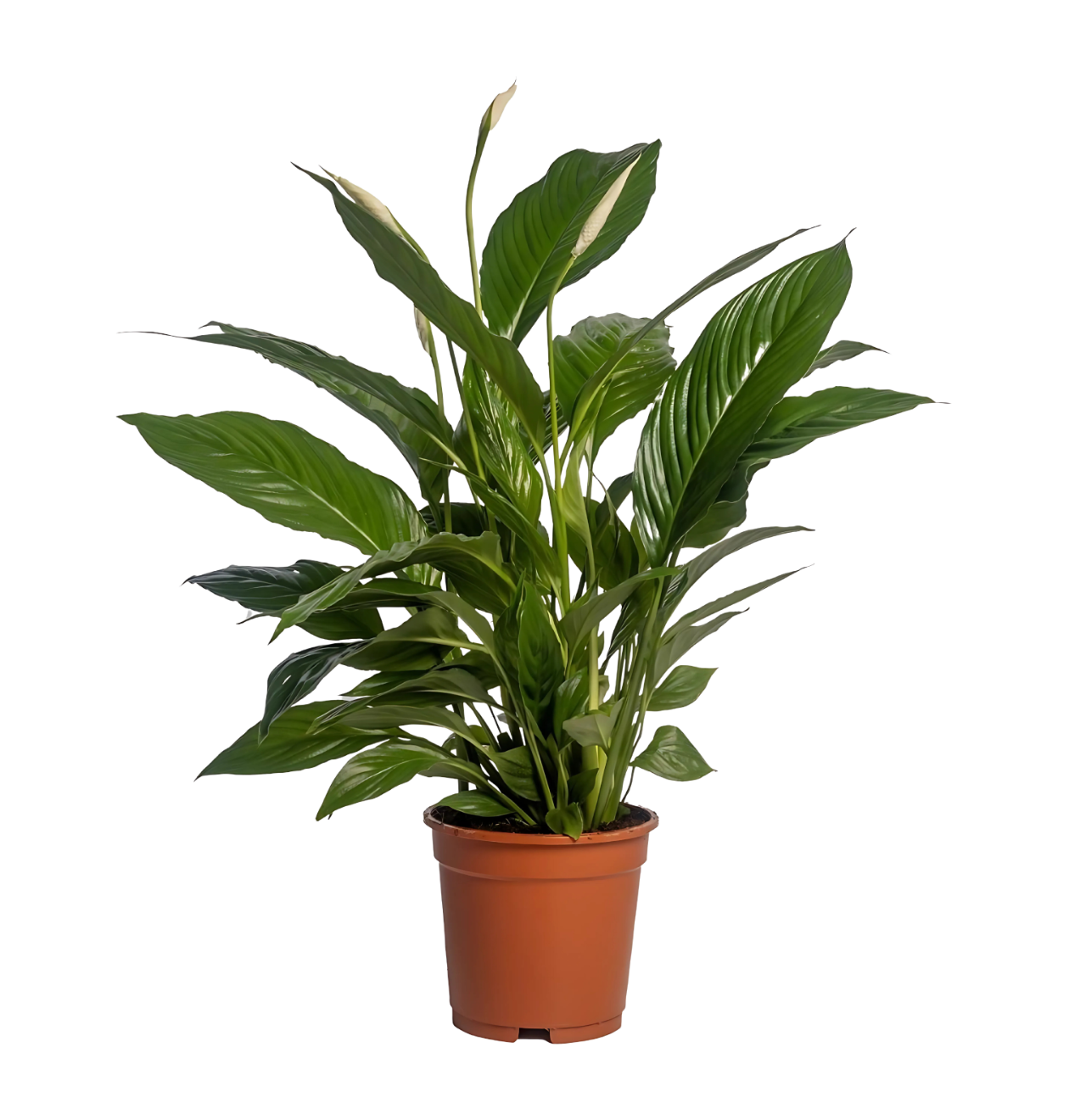 Spathiphyllum “Vivaldi” | Einblatt | +/- 70cm | ø 17cm Topf 1 Spathiphyllum “Vivaldi” | Einblatt | +/- 70cm | ø 17cm Topf