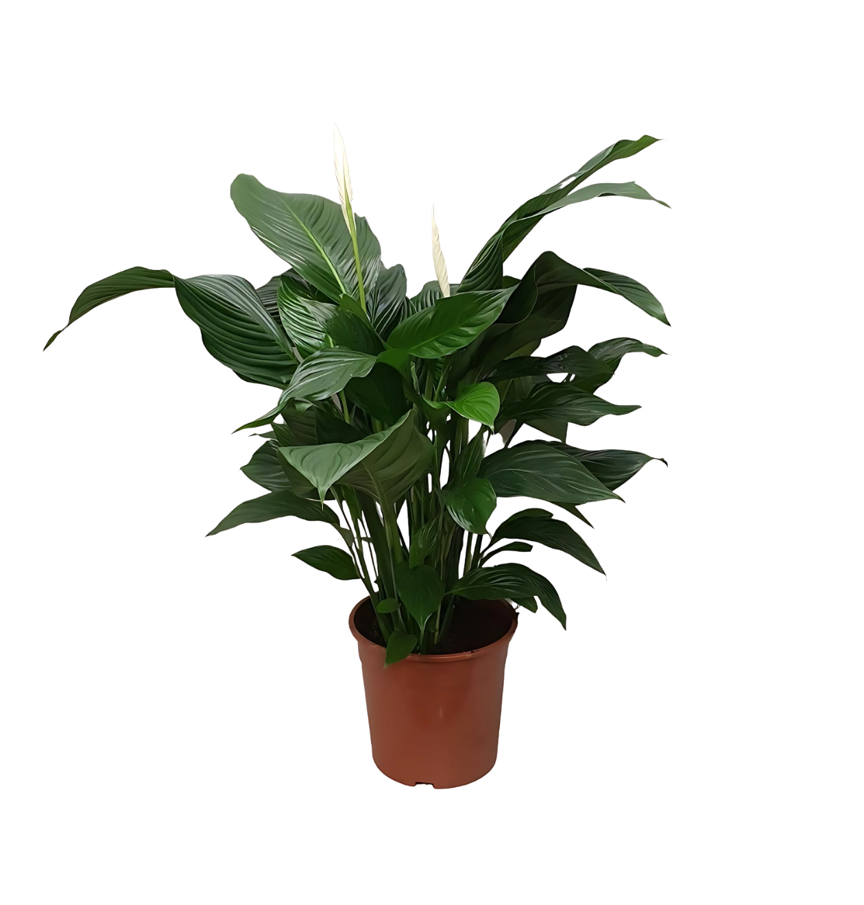 Spathiphyllum “Sweet Silvana” | Einblatt | +/- 80cm | ø 24cm Topf 1 Spathiphyllum “Sweet Silvana” | Einblatt | +/- 80cm | ø 24cm Topf